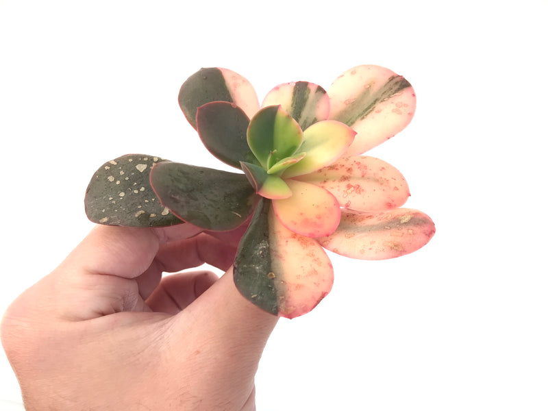 Echeveria 'Primadonna' Variegated 3"-4" Succulent Plant