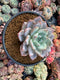 Echeveria 'Giant Purple' 4"-5" Powdery Succulent Plant