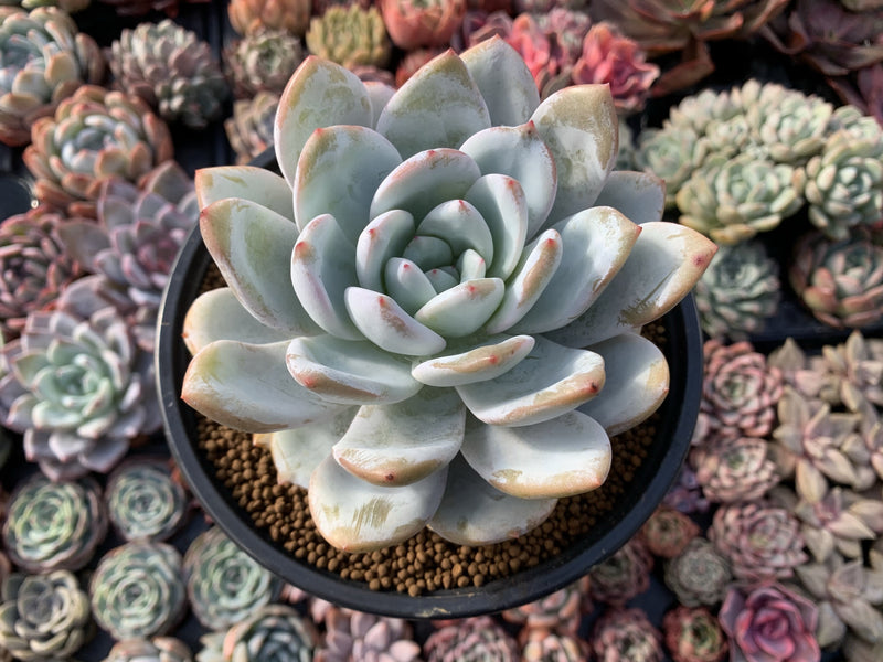 Echeveria 'Ivory' 5" Large Powdery Succulent Plant