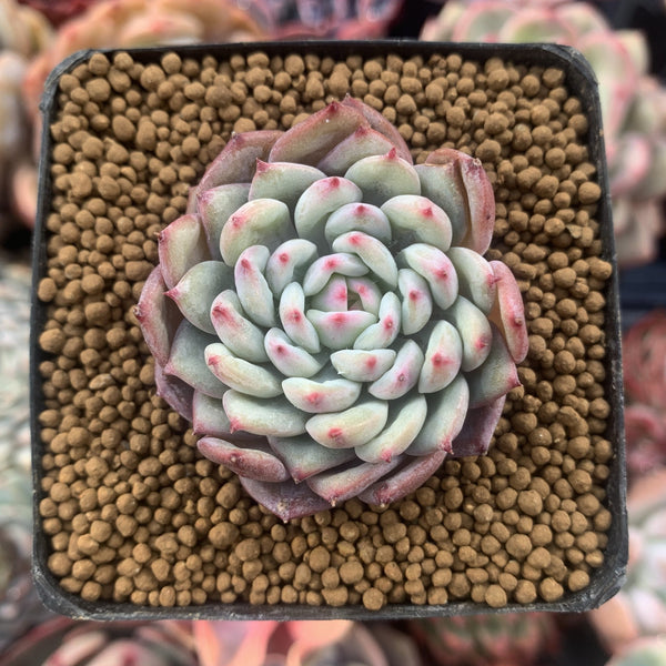 Echeveria 'Shine Bright' 1" Succulent Plant