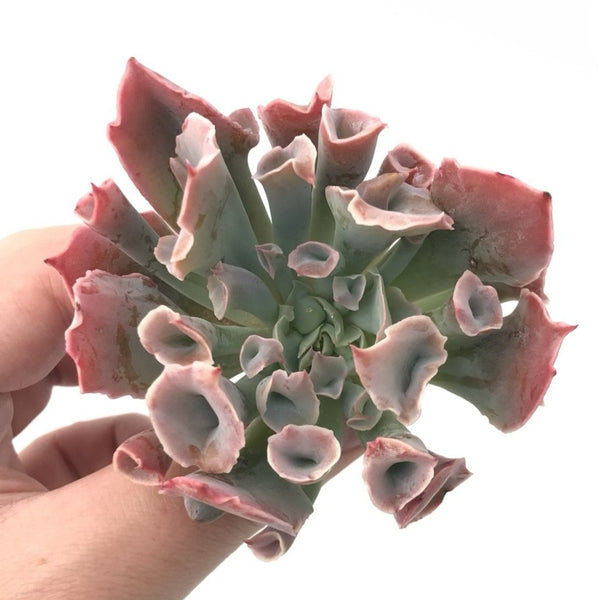 Echeveria 'Trumpet Pinky' 3" Rare Succulent Plant