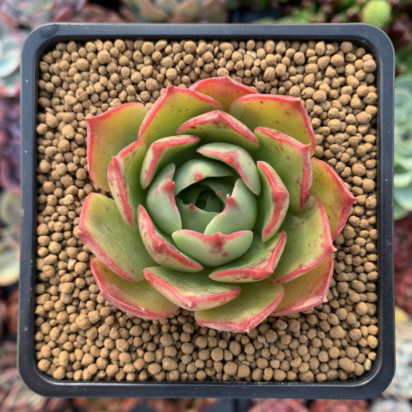 Echeveria 'Hailey' 3" Succulent Plant