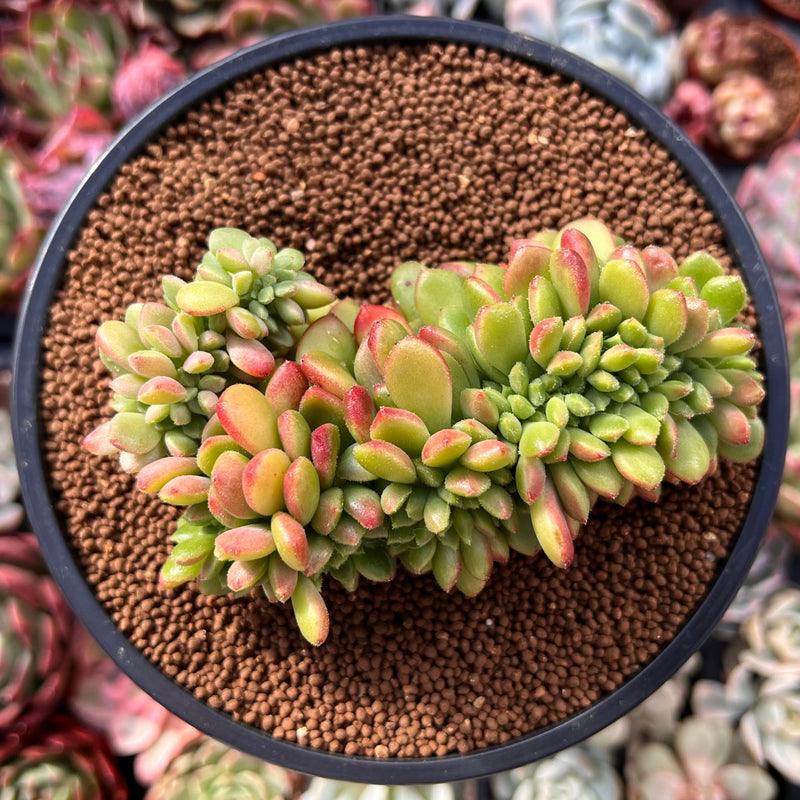 Cremneria 'Chubbs' Crested (Cremnophila linguifolia x Echeveria setosa var. ciliata) 3" Succulent Plant