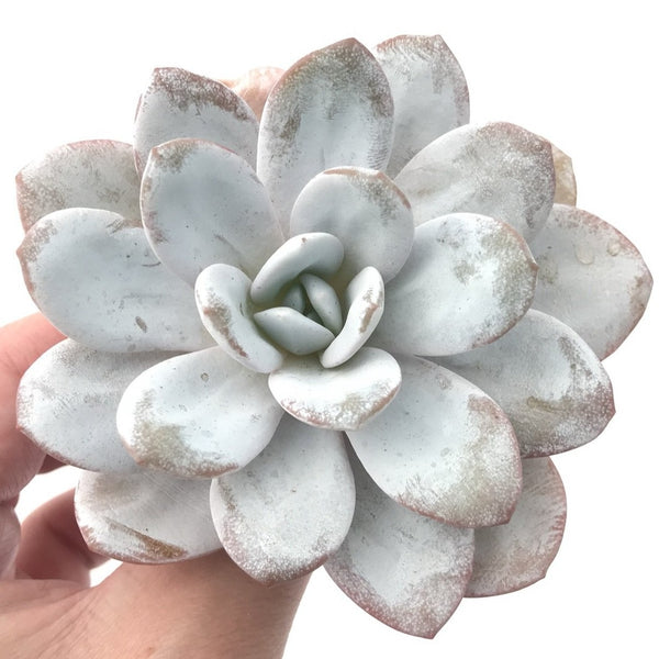 Echeveria 'Laui' 3"-4" Powdery Succulent Plant