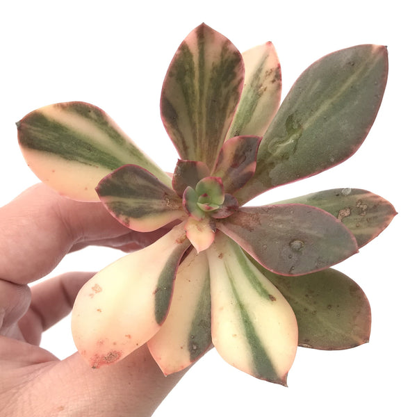 Echeveria 'Hanaikada’ Variegated 3"-4" Succulent Plant