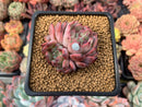 Echeveria Agavoides 'Vivace' 2" Succulent Plant