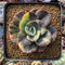 Echeveria 'Blue Metal' Variegated 3" Succulent Plant