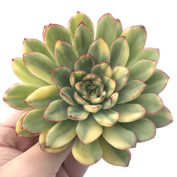 Echeveria 'Pulidonis' Variegated 5" Large Succulent Plant