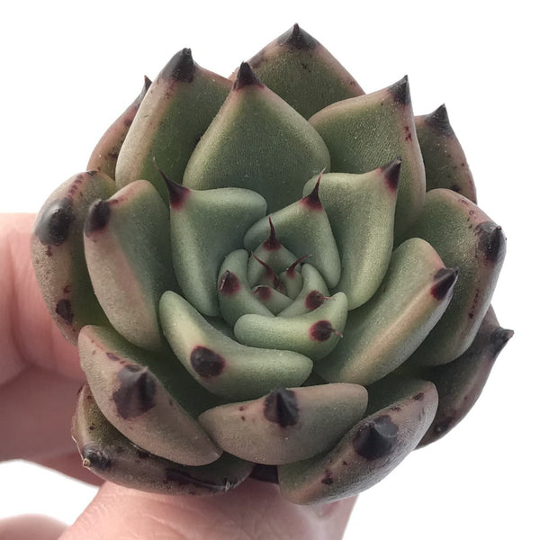 Echeveria Agavoides 'Sarbony' 1"-2" New Hybrid Succulent Plant