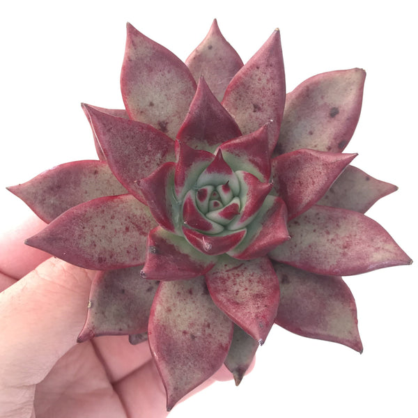 Echeveria Agavoides 'Electra' 4" Succulent Plant