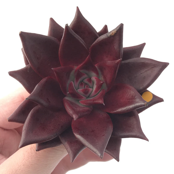 Echeveria Agavoides 'Luming' 4" Succulent Plant