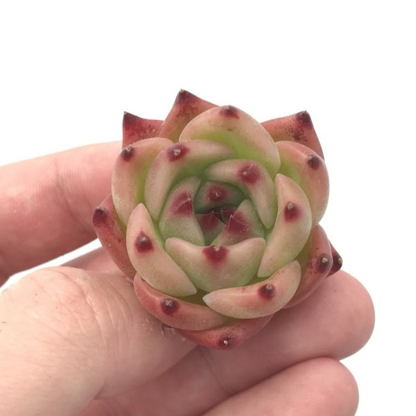 Echeveria sp. Seedling 1" Rare Succulent Plant