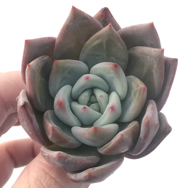 Echeveria Agavoides 'White Champagne' 2"-3" Succulent Plant