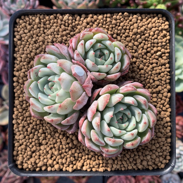 Echeveria 'Aarons' 3” Cluster Rare Succulent Plant