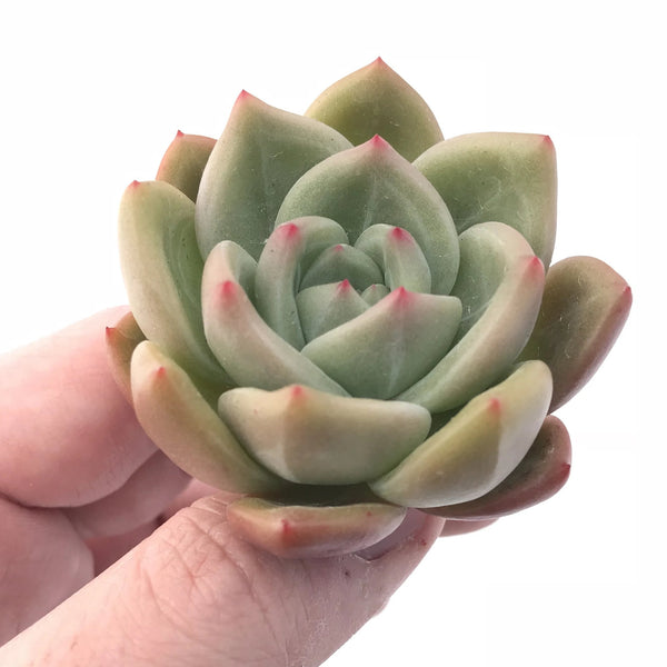 Echeveria White Champagne 2” Rare Succulent Plant