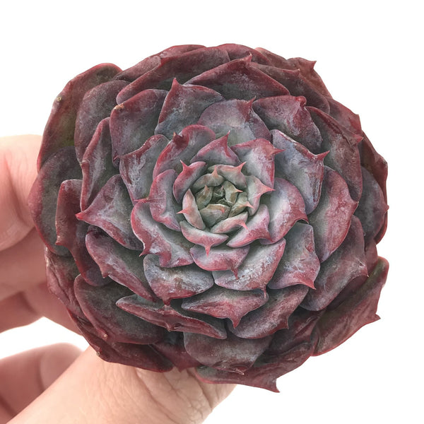 Echeveria 'Lovely' 2"-3" Succulent Plant