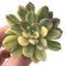 Echeveria 'Pulidonis' Variegated 2" Succulent Plant