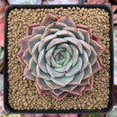 Echeveria 'Regina Ballard' 4" Succulent Plant