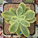 Echeveria 'Golden Glow' Variegated 2"-3" Succulent Plant