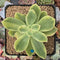 Echeveria 'Golden Glow' Variegated 2"-3" Succulent Plant