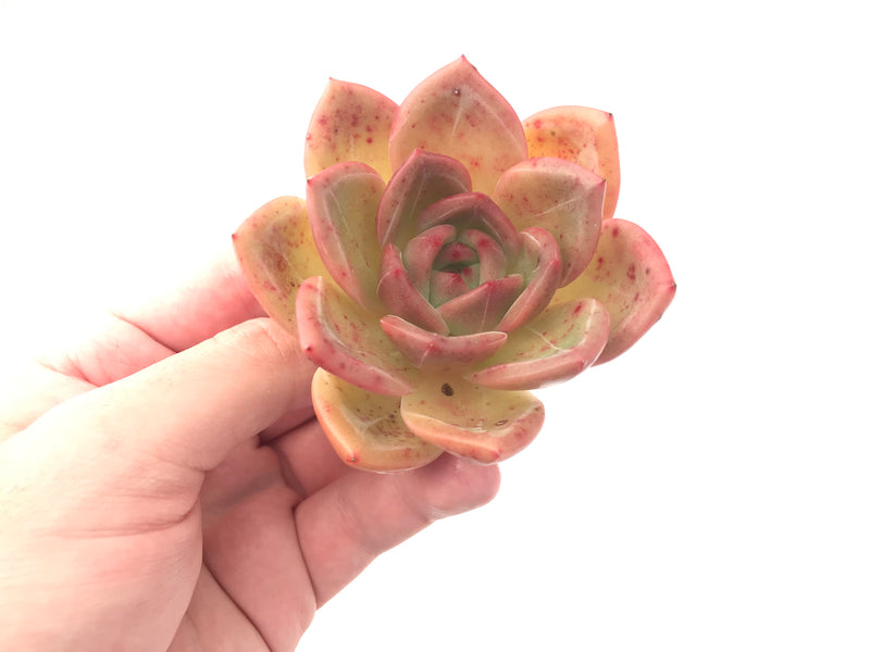 Echeveria Agavoides ‘Shallot’ 3” Succulent Plant