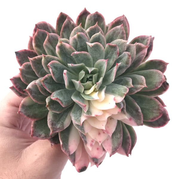 Echeveria 'Bradburiana' Variegated 4"-5" Succulent Plant