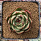 Echeveria Agavoides 'Salu' Round Leaf Clone 2"-3" Succulent Plant