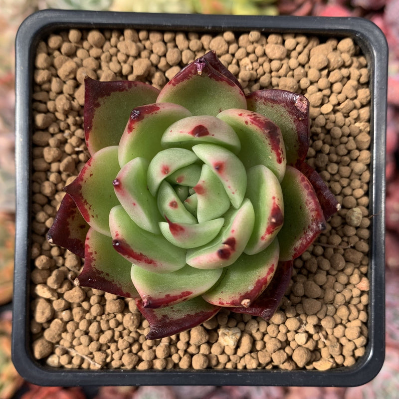 Echeveria Agavoides 'Sarabony' Hybrid 3" Succulent Plant