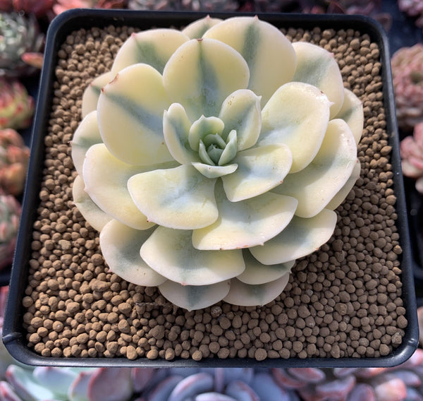 Echeveria Runyonii Variegated (Aka Echeveria 'Akaihosi' Variegated) 4" Succulent Plant