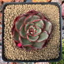 Echeveria Agavoides 'Red Fantasy' 2" Succulent Plant