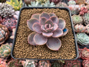 Echeveria Agavoides 'Tinkerbell' 3" Succulent Plant