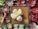 Cotyledon Orbiculata cv. 'Fuku Musume' Variegated 2" Succulent Plant