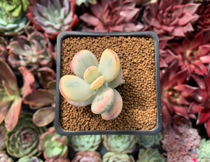 Cotyledon Orbiculata cv. 'Fuku Musume' Variegated 2" Succulent Plant