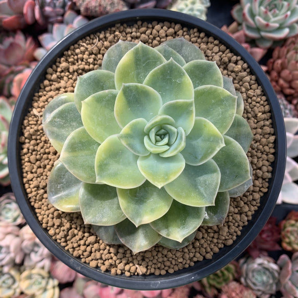 Graptoveria 'Harry Watson' Variegated 4"-5" Succulent Plant