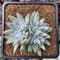 Dudleya 'White Greenii' 1"-2" Cluster Succulent Plant