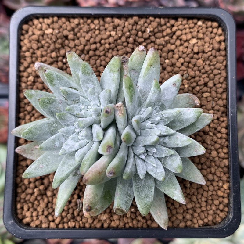 Dudleya 'White Greenii' 1"-2" Cluster Succulent Plant