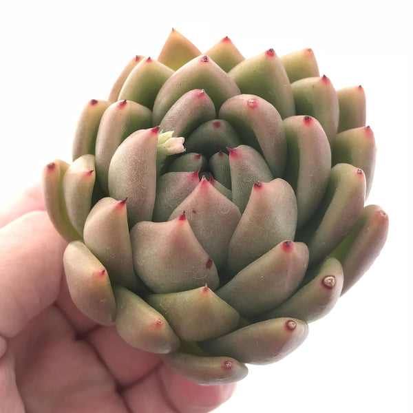 Echeveria Agavoides Wax 2”-3” Large Rare Succulent Plant