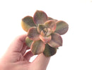 Graptopetalum Purple Delight Variegated 3"-4" Rare Succulent Plant