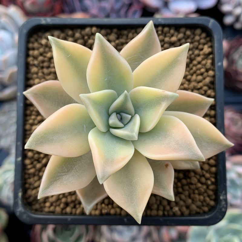 Graptopetalum 'Paraguayense' Variegated 2" Succulent Plant