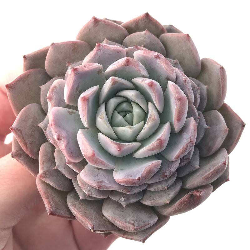 Echeveria 'Amazing Grace' 4" Succulent Plant