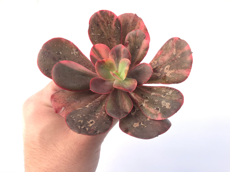 Echeveria 'Primadonna' Variegated 4" Succulent Plant