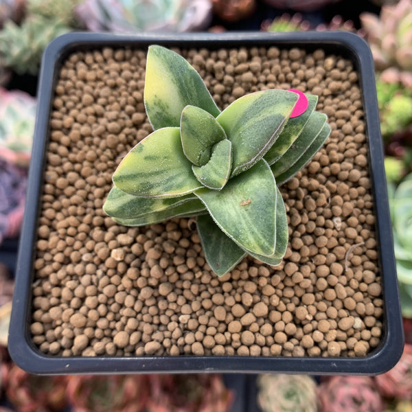 Crassula 'Springtime' Variegated 1"-2" Succulent Plant