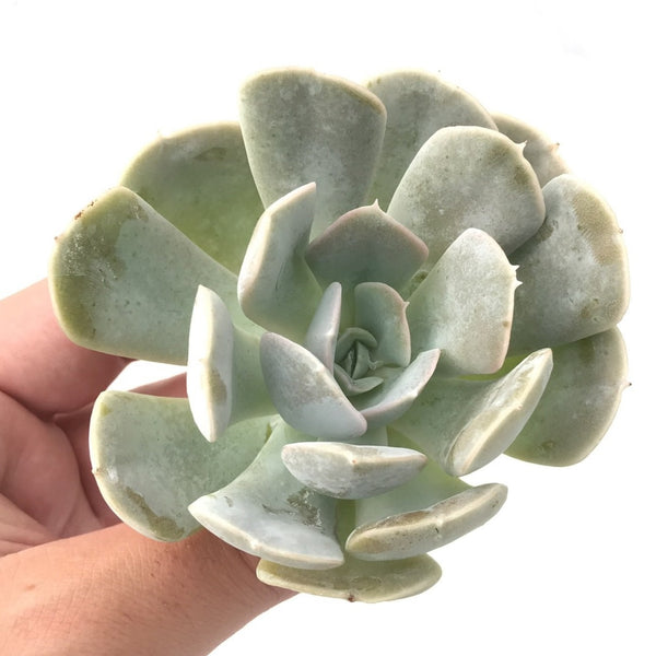 Echeveria 'Laura' 3" Rare Succulent Plant