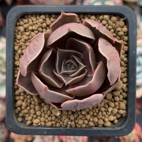 Echeveria 'Monchouchou' 1" Succulent Plant