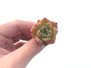 Echeveria Agavoides 'Illina' New Hybrid Small 1" Succulent Plant