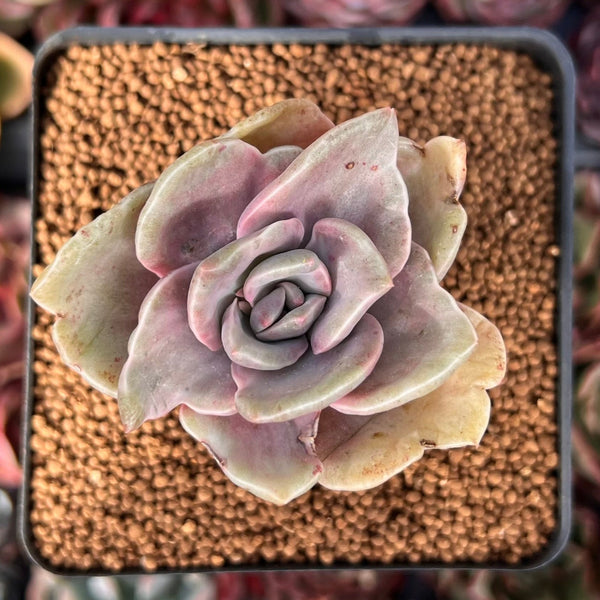 Graptopetalum 'Bainesii' Variegated 2" Special Variegation Succulent Plant