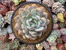 Echeveria 'Orange Monroe' 4”-5" Powdery Succulent Plant