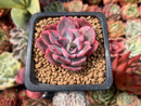 Echeveria 'Pink Harin' Variegated 1" Succulent Plant