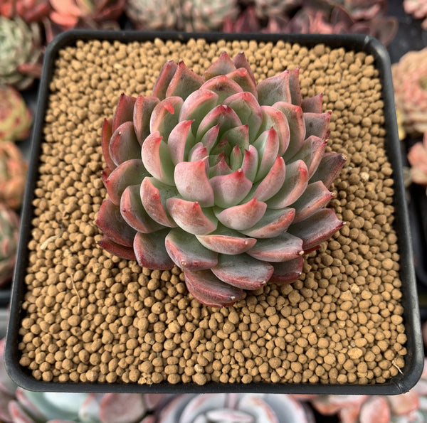 Echeveria Agavoides 'Forte' 2" Succulent Plant