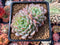 Echeveria 'White Farm' Double Head 3" Succulent Plant